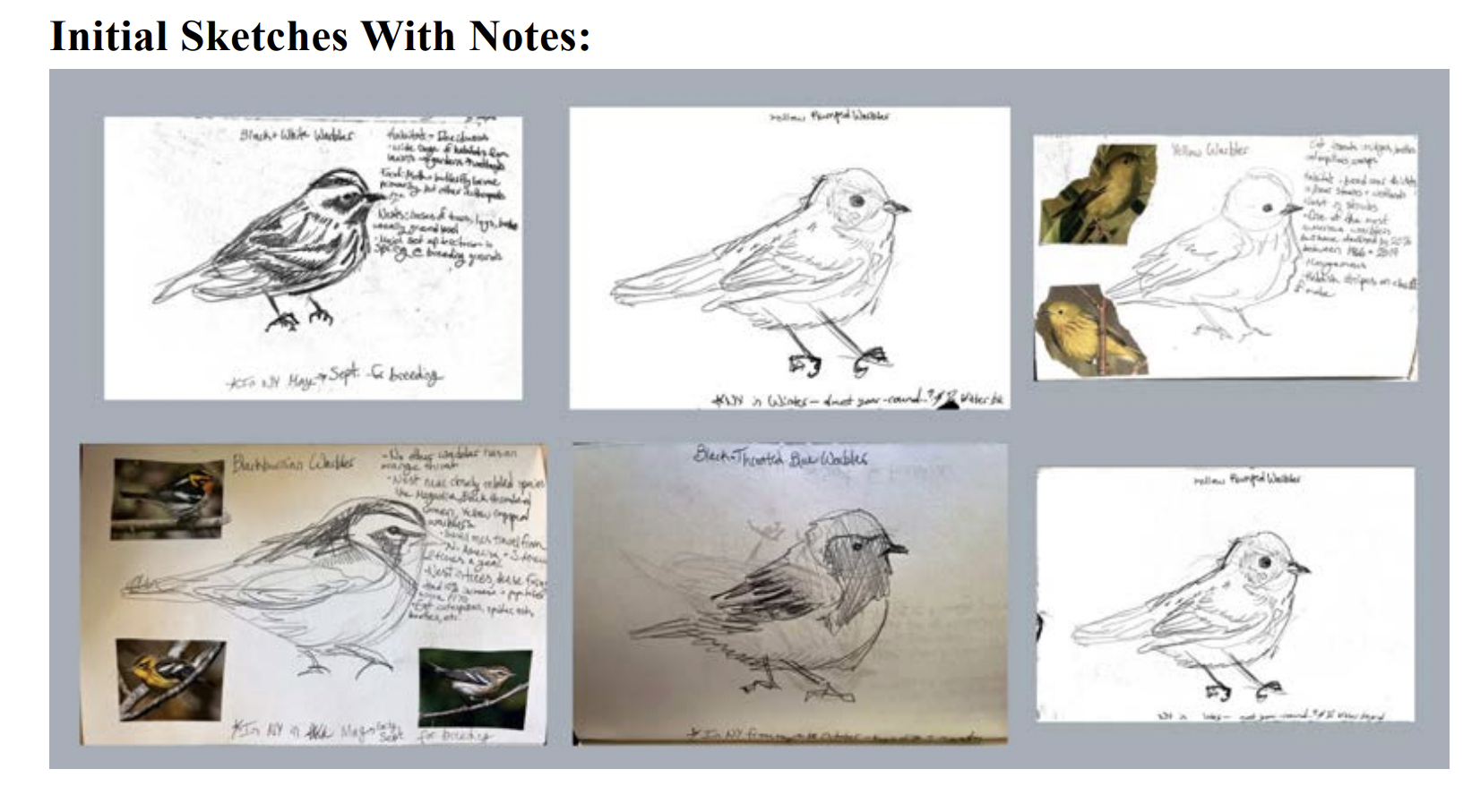 Grid of sketches of birds